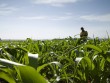 élelmiszerbiztonság, génkezelt, gmo
