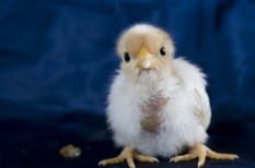 állami támogatás, állattenyésztés, élelmiszeripar, madárinfluenza, mezőgazaság állami támogatás, állattenyésztés, élelmiszeripar, madárinfluenza, mezőgazaság