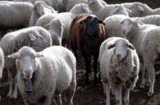 cégutódlás, családi vállalkozások, generációváltás, üzleti kockázatok cégutódlás, családi vállalkozások, generációváltás, üzleti kockázatok