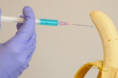 eu, génmódosítás, gmo, gmo-szabályozás, növénytermesztés eu, génmódosítás, gmo, gmo-szabályozás, növénytermesztés