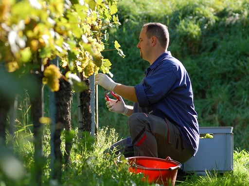 Időben meg kell kezdeni a védekezést - Kép: Syngenta