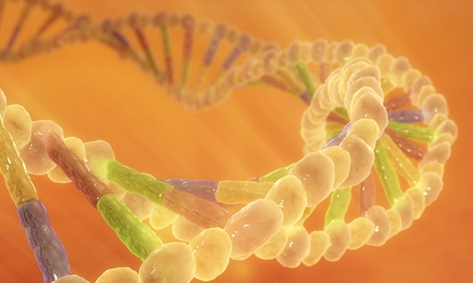 fotó: Flickr/Polygon Medical Animation